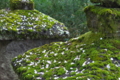 [墓所][墓石][桜][花びら][妙義神社]墓所