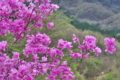 [ミツバツツジ][ツツジ科][ツツジ][躑躅][ピンク色の花]ミツバツツジ