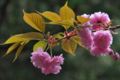 [桜][八重桜][八重][山里][ピンク色の花]桜