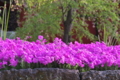 [芝桜][シバザクラ][総門][ピンク色の花][妙義神社]芝桜