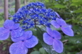 [紫陽花][アジサイ][あじさい][青い花][妙義神社]紫陽花