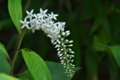 [オカトラノオ][サクラソウ科][丘虎の尾][花穂][白い花]オカトラノオ