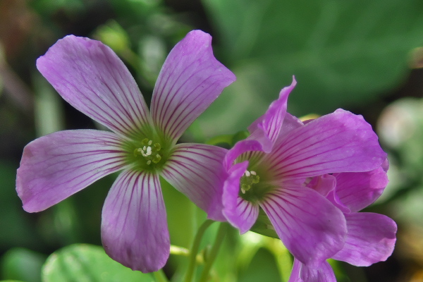 個別 ムラサキカタバミ カタバミ科 オキザリス 紫色の花 ピンク色の花 ムラサキカタバミ の写真 画像 広田けい フォトアルバム 個別 ムラサキカタバミ カタバミ科 オキザリス 紫色の花 ピンク色の花 ムラサキカタバミ の写真 画像 広田けい フォトアルバム