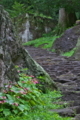 [シュウカイドウ][シュウカイドウ科][石段][ピンク色の花][妙義神社]シュウカイドウ