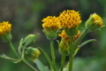 [コセンダングサ][キク科][道端][帰化植物][黄色い花]コセンダングサ