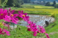 [コスモス][キク科][田んぼ][オオハルシャギク][ピンク色の花]コスモス