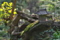 [秋の境内][祠][トチノキ][黄葉][妙義神社]秋の境内