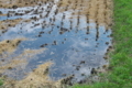 [田んぼ][田園][田][台風一過][雨上がり]田んぼ