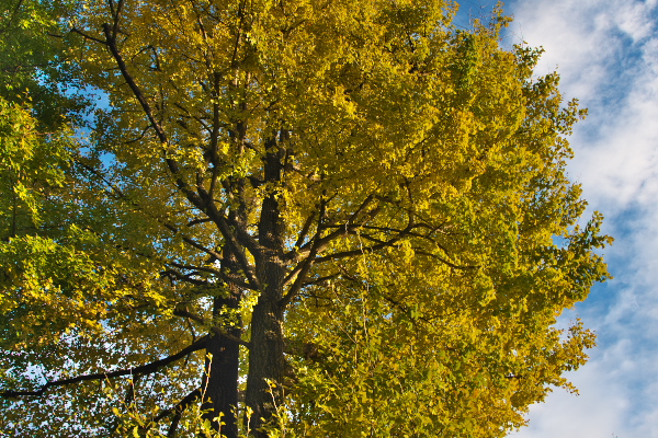 f:id:keihirota:20171112210355j:image