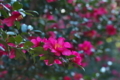 [山茶花][サザンカ][ツバキ科][ピンク色の花][妙義神社]山茶花