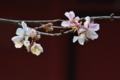 [冬桜][桜][波己曽社][聖徳皇太子][妙義神社]冬桜