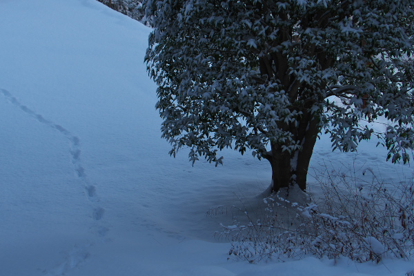 雪化粧の境内