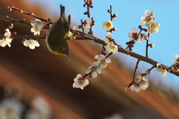 f:id:keihirota:20180310224107j:image