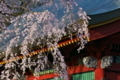 [総門][桜][しだれ桜][シダレザクラ][妙義神社]総門