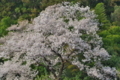 [桜][サクラ][老桜][裏山][不動寺]桜