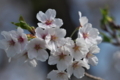 [桜][サクラ][さくら][山里][西見寺]桜