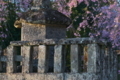 [墓所][長清法印][しだれ桜][石塔寺][妙義神社]墓所