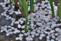 [桜][サクラ][さくら][花びら][大塩湖]桜