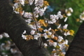 [桜][ヤマザクラ][山桜][サクラ][妙義神社]桜