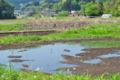 [田んぼ][水田][田][田園][水張り]田んぼ