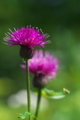 [ノアザミ][キク科][アザミ][野薊][ピンク色の花]ノアザミ