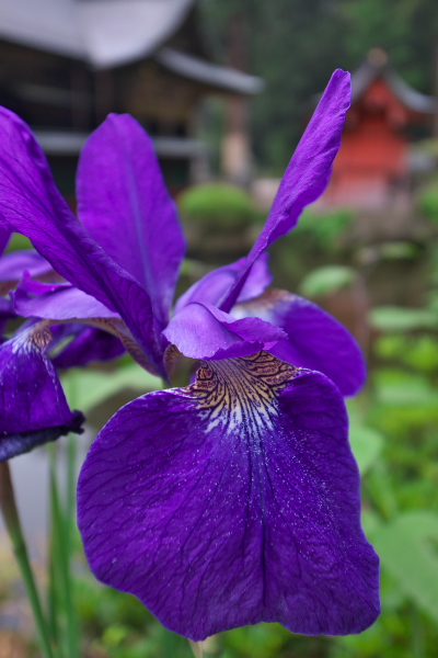 f:id:keihirota:20180529230332j:image
