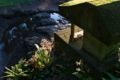 [水神社][ユキノシタ][祠][水辺][妙義神社]水神社