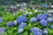 紫陽花
