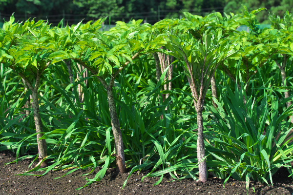 個別「[コンニャク畑][こんにゃく畑][蒟蒻畑][こしねの里][こしね