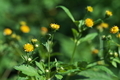 [コセンダングサ][キク科][道端][帰化植物][黄色い花]コセンダングサ