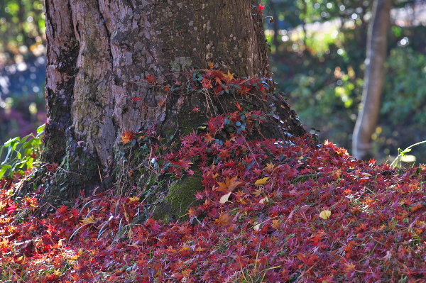 f:id:keihirota:20181201012550j:image