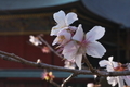 [冬桜][桜][波己曽社][聖徳皇太子][妙義神社]冬桜