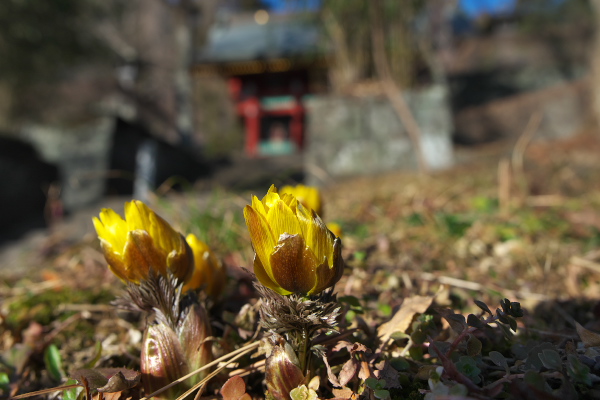 f:id:keihirota:20190205215059j:image