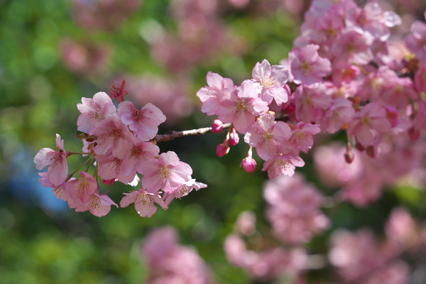 桜