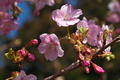 [桜][サクラ][カワヅザクラ][川津桜][妙義神社]