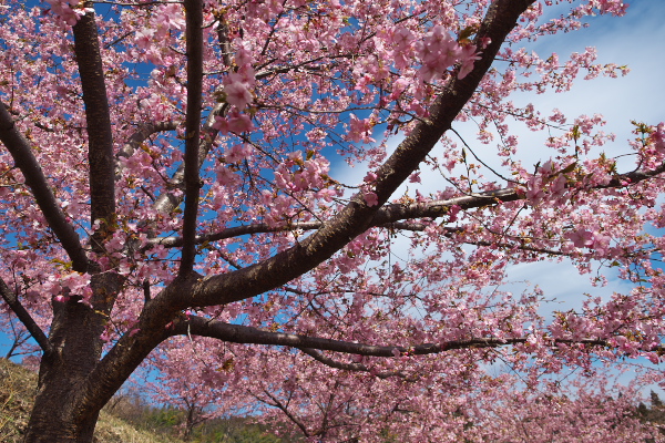 [桜][サクラ][カワヅザクラ][川津桜][妙義町岳]