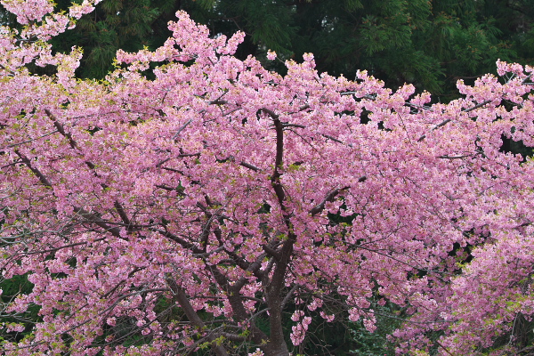 桜