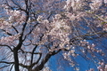 [桜][サクラ][しだれ桜][シダレザクラ][木戸橋]桜