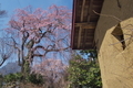 [桜][サクラ][しだれ桜][蔵][妙義山]桜