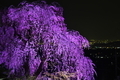 [桜][夜桜][ライトアップ][夜景][妙義神社]桜