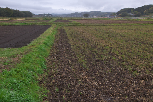 田んぼ