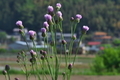 [キツネアザミ][キク科][アザミ][薊][紫色の花]キツネアザミ