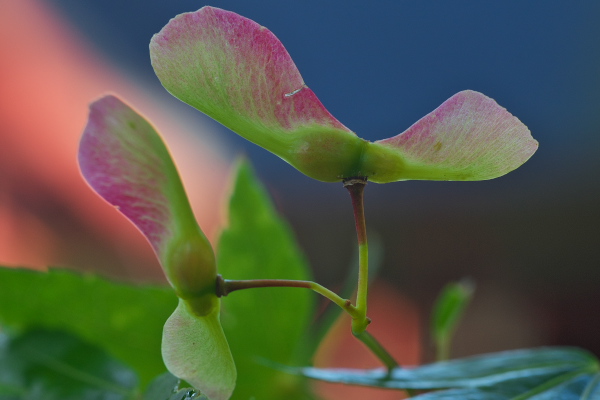 f:id:keihirota:20190606082035j:image