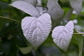 [白い葉と花][マタタビ][マタタビ科][白い葉][妙義神社]白い葉と花