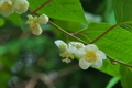 [白い葉と花][マタタビ][マタタビ科][白い花][妙義神社]白い葉と花