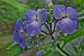 [紫陽花][アジサイ][あじさい][青い花][妙義神社]紫陽花