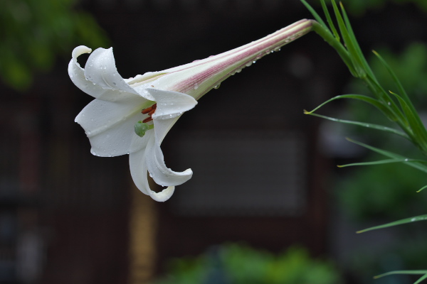 f:id:keihirota:20190827200210j:image
