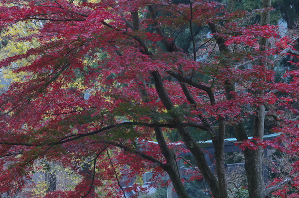 f:id:keihirota:20191126200724j:image