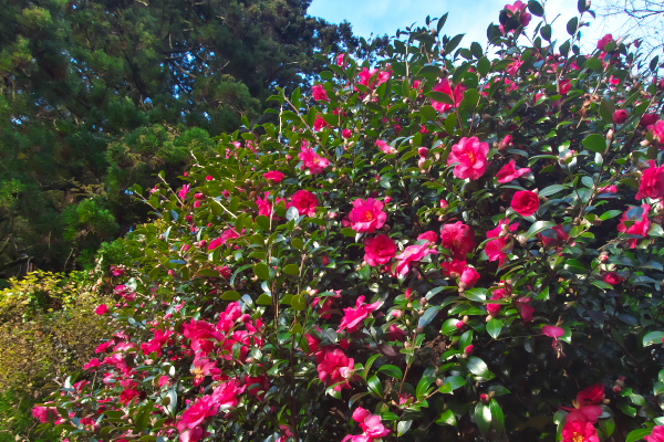 f:id:keihirota:20191201051304j:image
