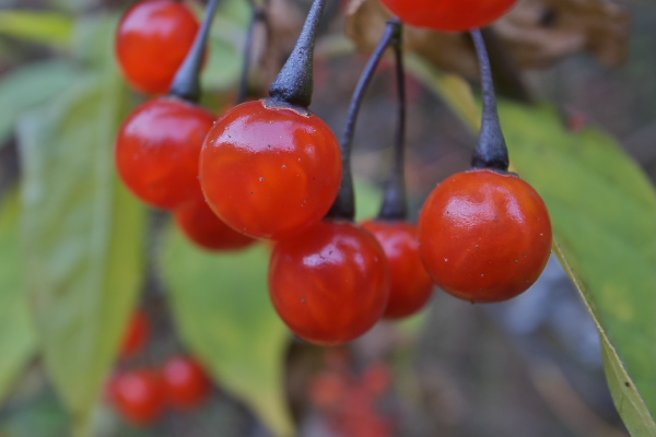 個別 ヒヨドリジョウゴ ナス科 蔓性植物 ヒヨドリ 赤い実 ヒヨドリジョウゴ の写真 画像 広田けい フォトアルバム